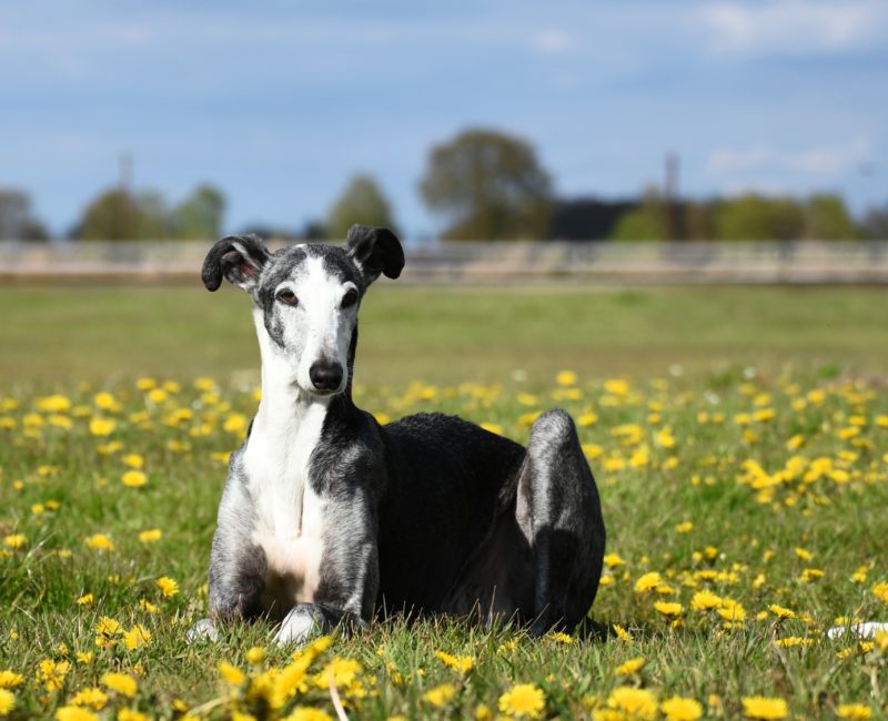 Looking after a retired greyhound : Wolfit. The Pet Shop in Tunbridge ...