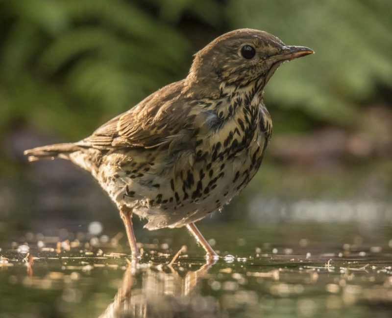 Tips for Wild Birds Wolfit. The Pet Shop in Tunbridge Wells and