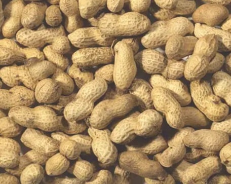 monkey nuts